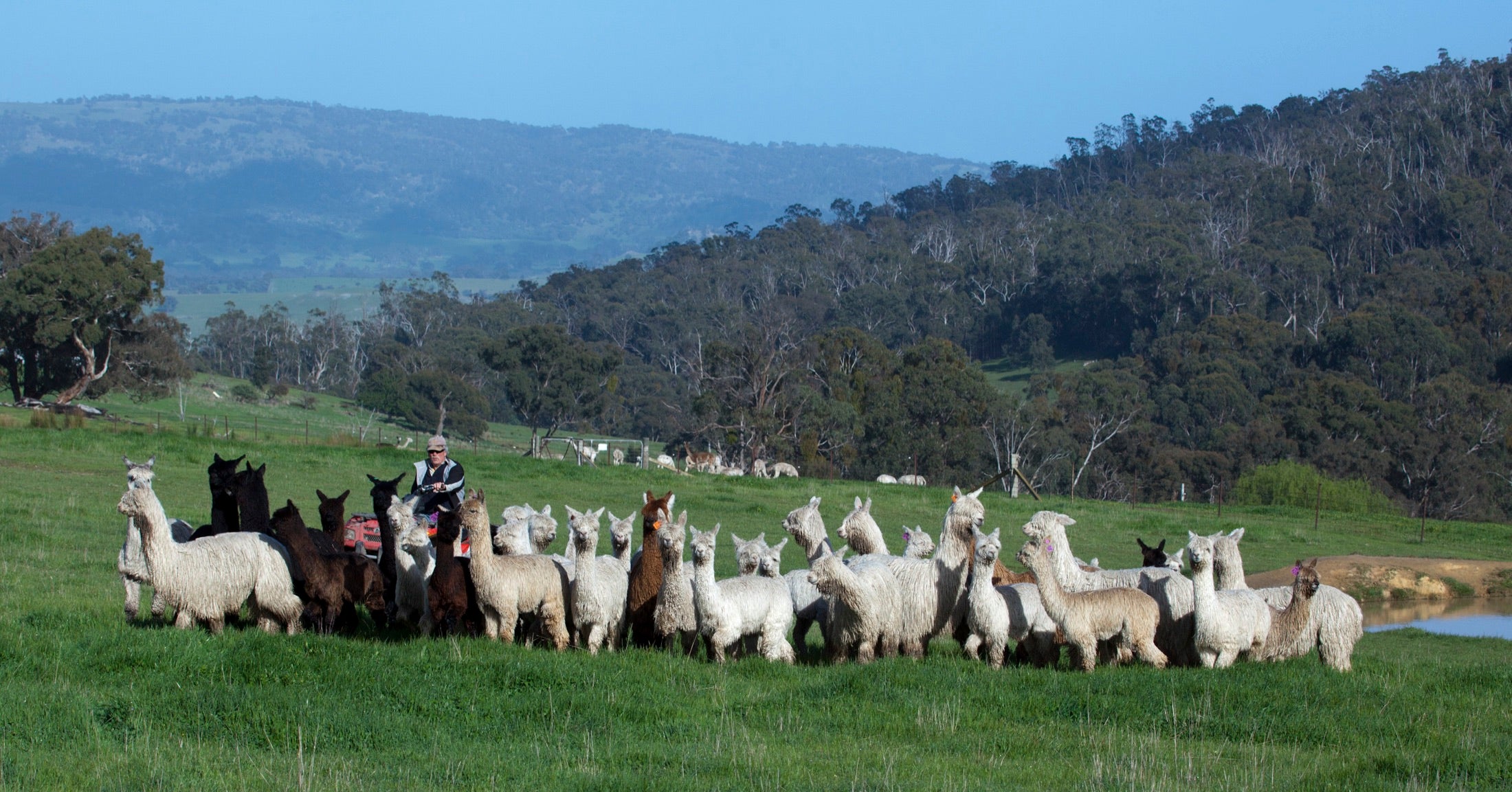 The alpaca farm in regional Victoria where Uneke fibre is raised